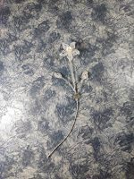 گل نقره